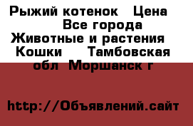 Рыжий котенок › Цена ­ 1 - Все города Животные и растения » Кошки   . Тамбовская обл.,Моршанск г.